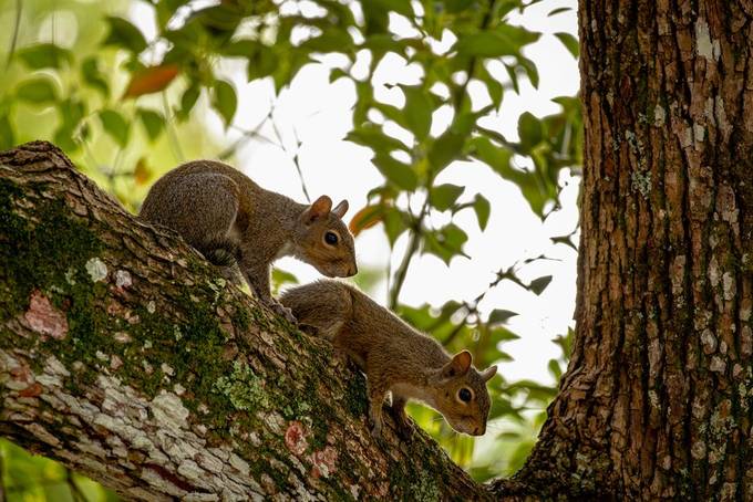 Two young squirrels on a moss-covered tree branch among green leaves.